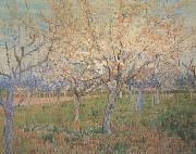 Vincent Van Gogh Orchard with Blossoming Apricot Trees (nn04)_ china oil painting artist